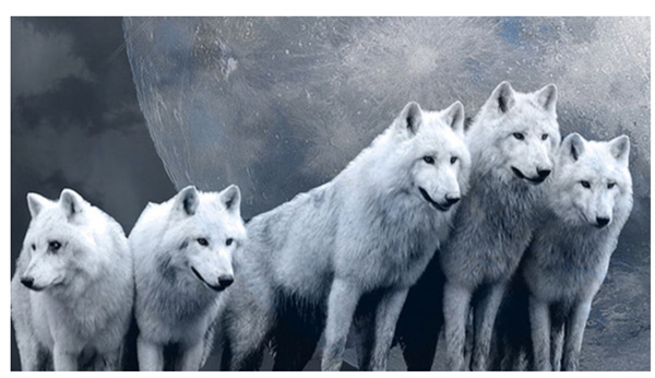 新時代的狼性精神！